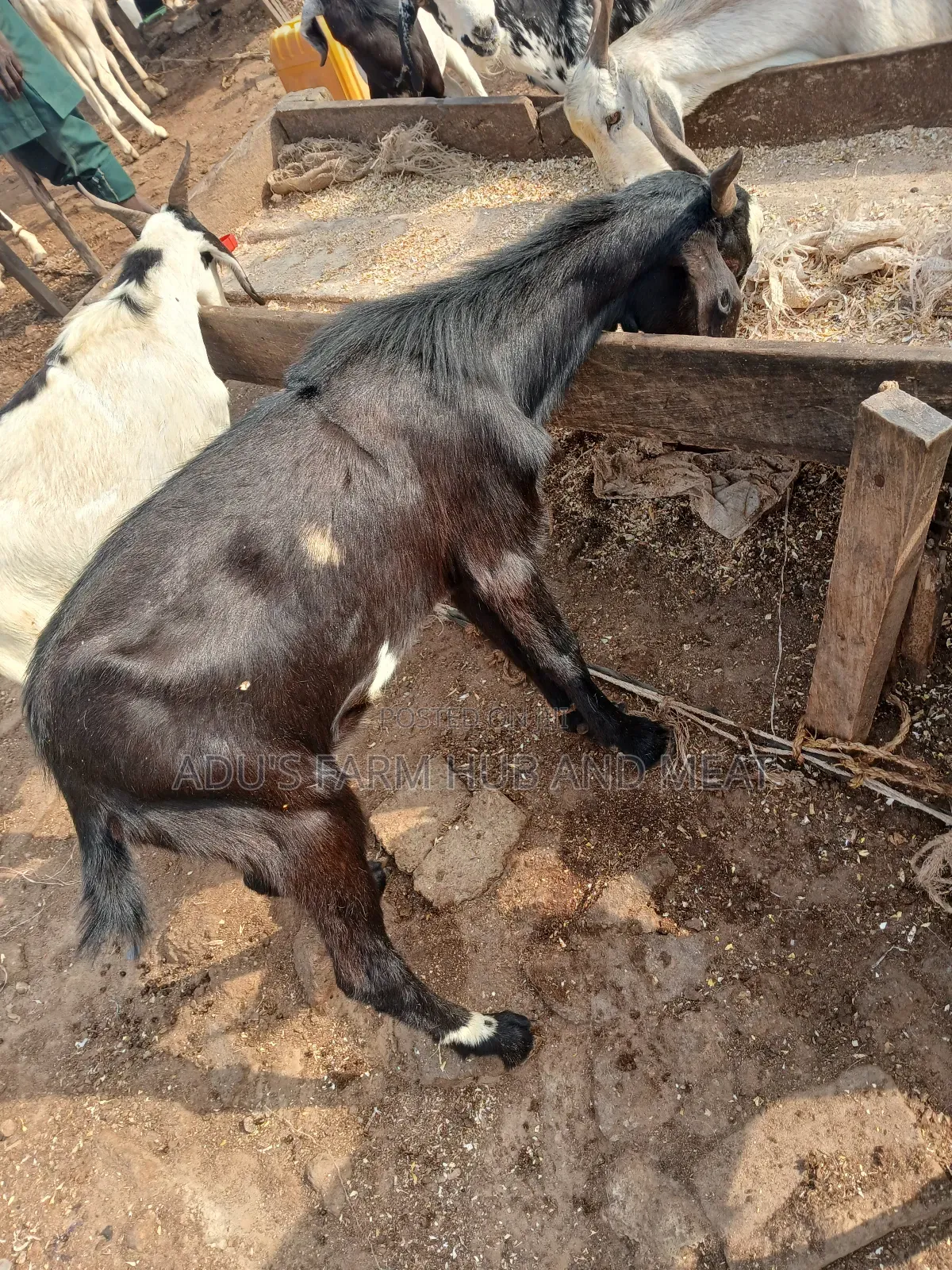Big Hausa Goats