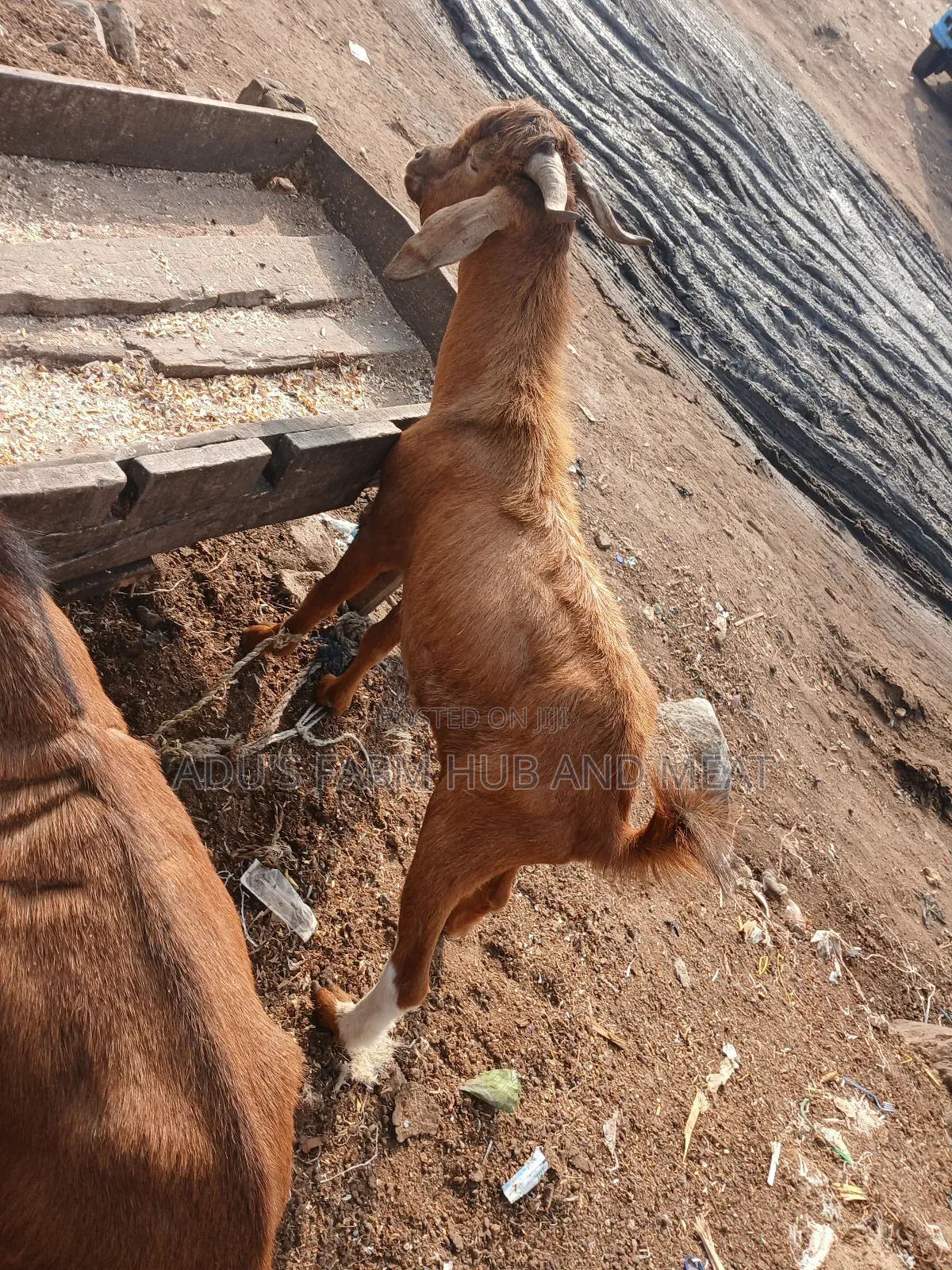 Big Hausa Goats