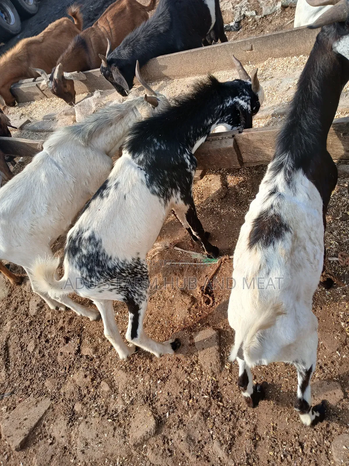 Healthy Hausa Goats