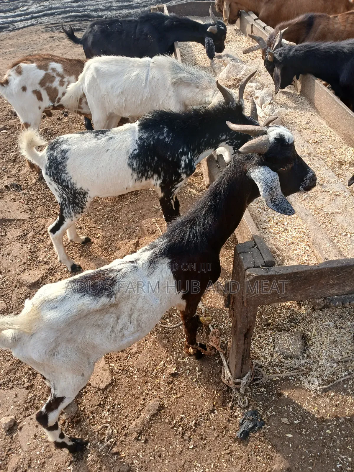 Healthy Hausa Goats