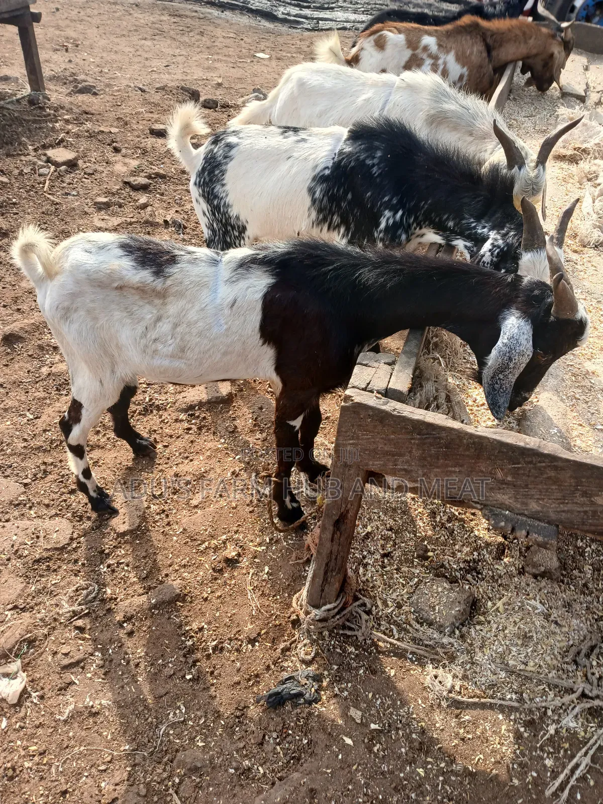 Healthy Hausa Goats