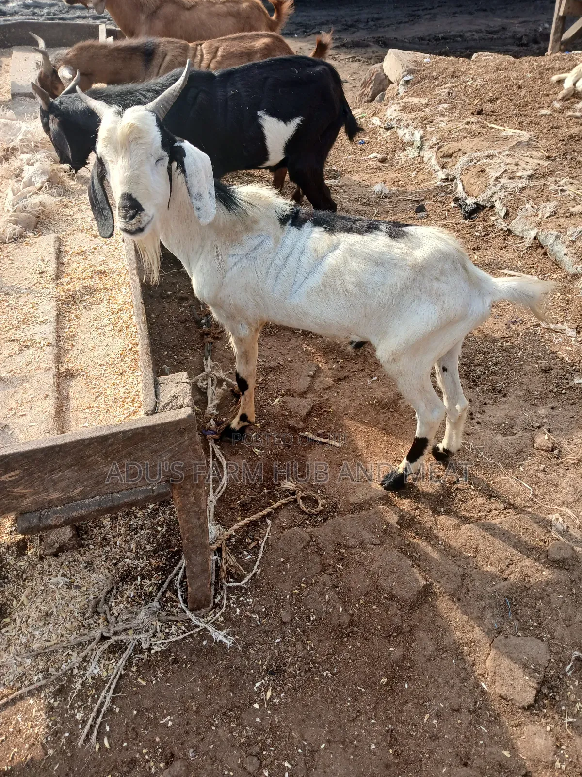 Healthy Hausa Goats