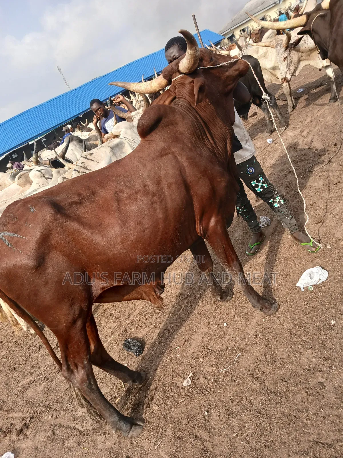 Healthy Giant Cows