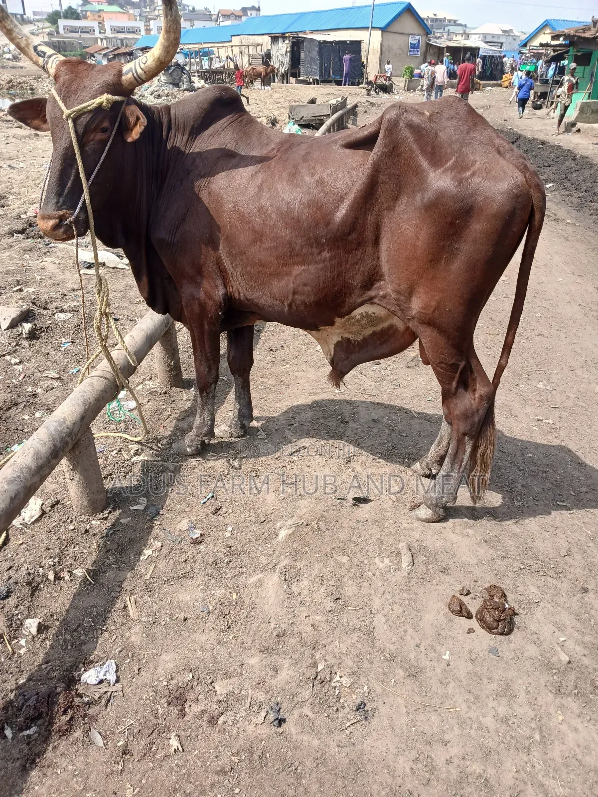 Healthy Giant Cows
