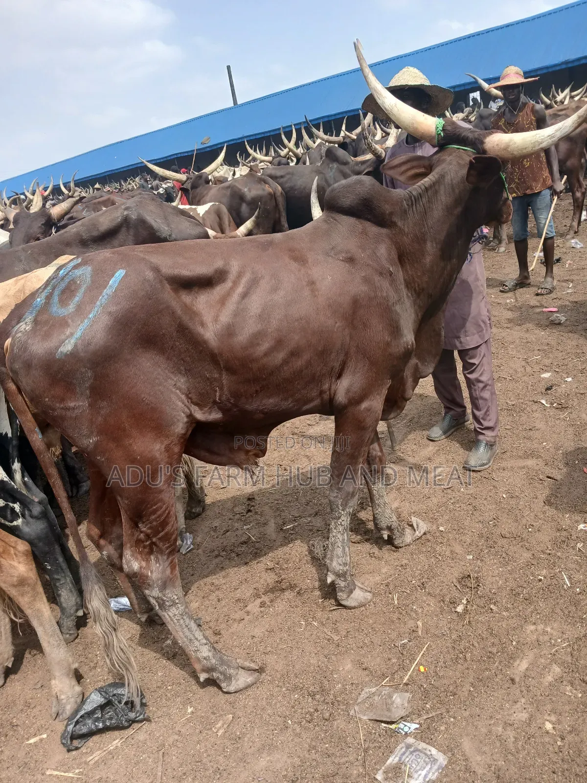 Healthy Giant Cows