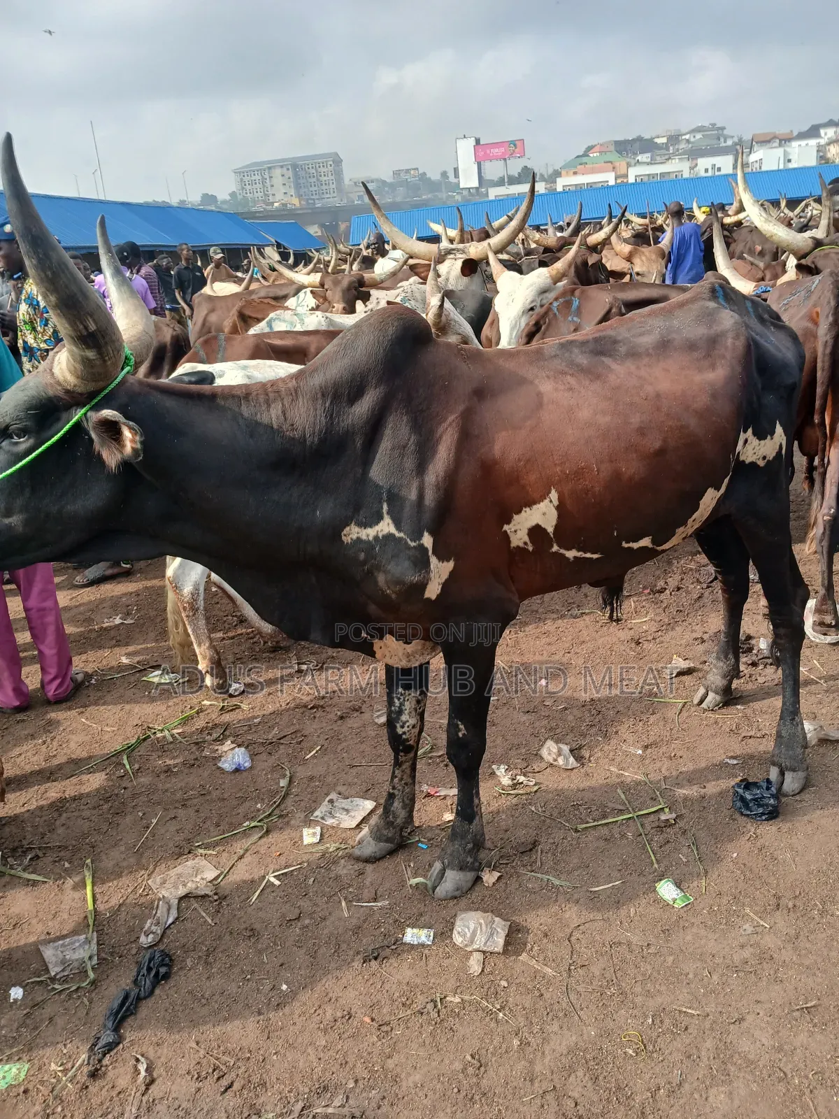Healthy Giant Cows