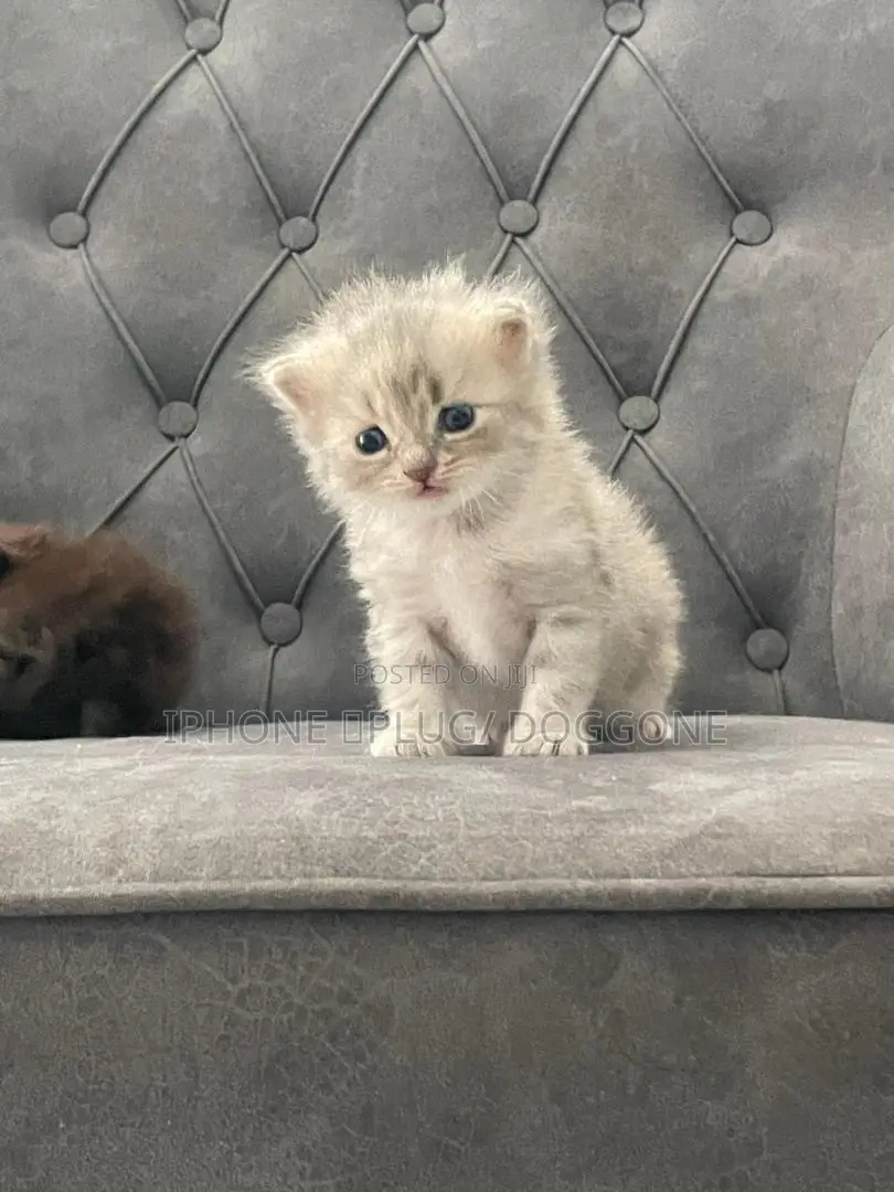 0-1 month Female Purebred Persian