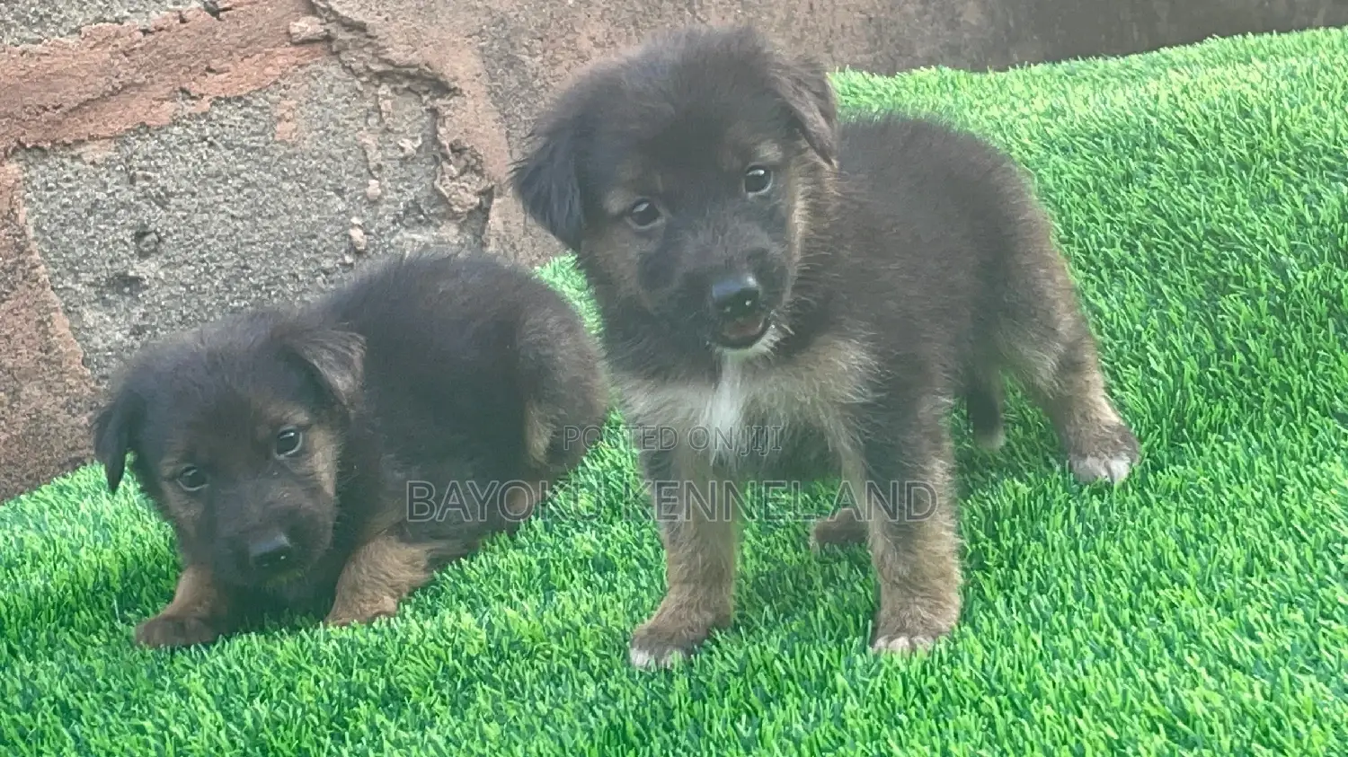 1-3 months Female Purebred German Shepherd