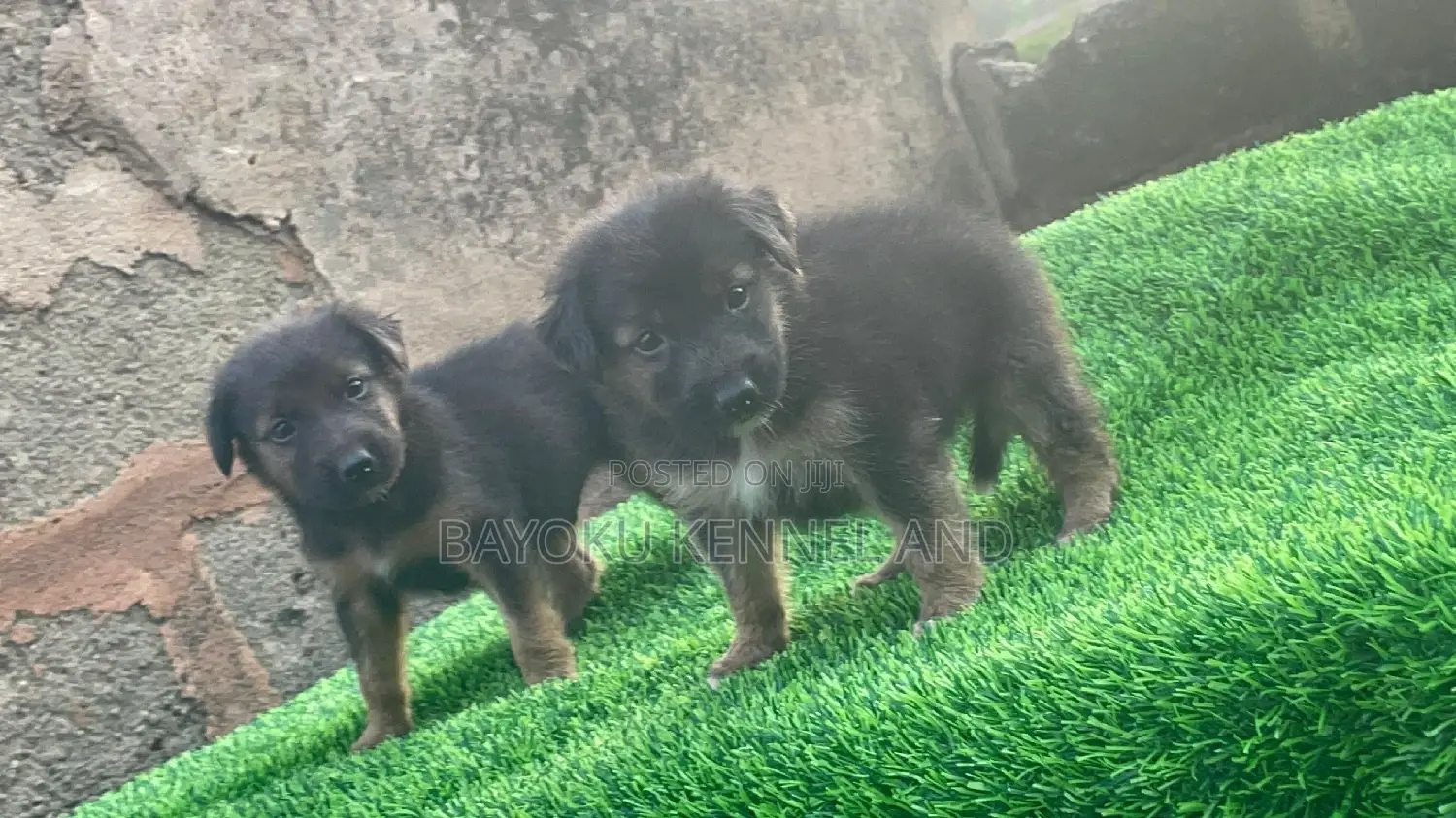 1-3 months Female Purebred German Shepherd