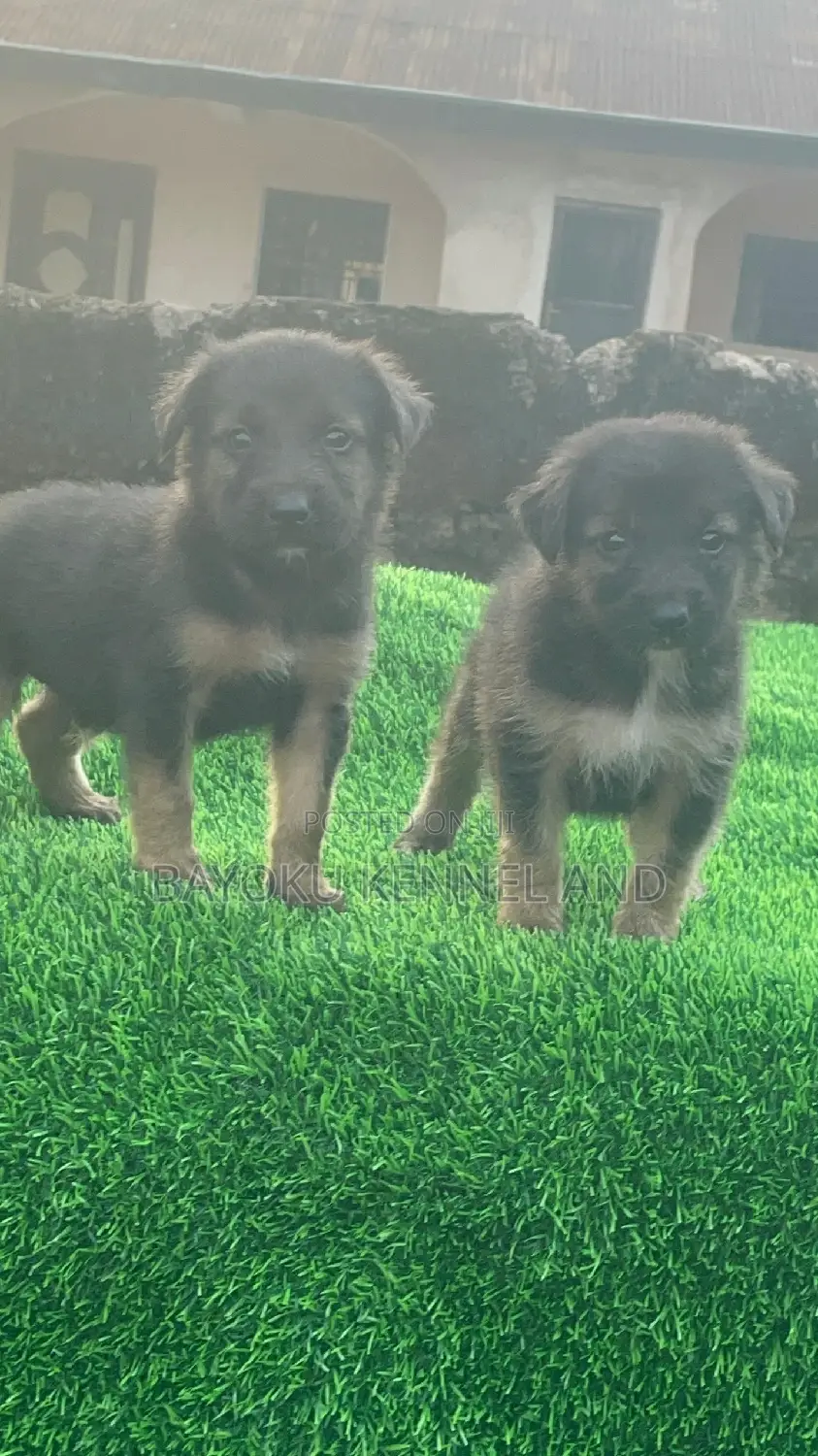 1-3 months Female Purebred German Shepherd