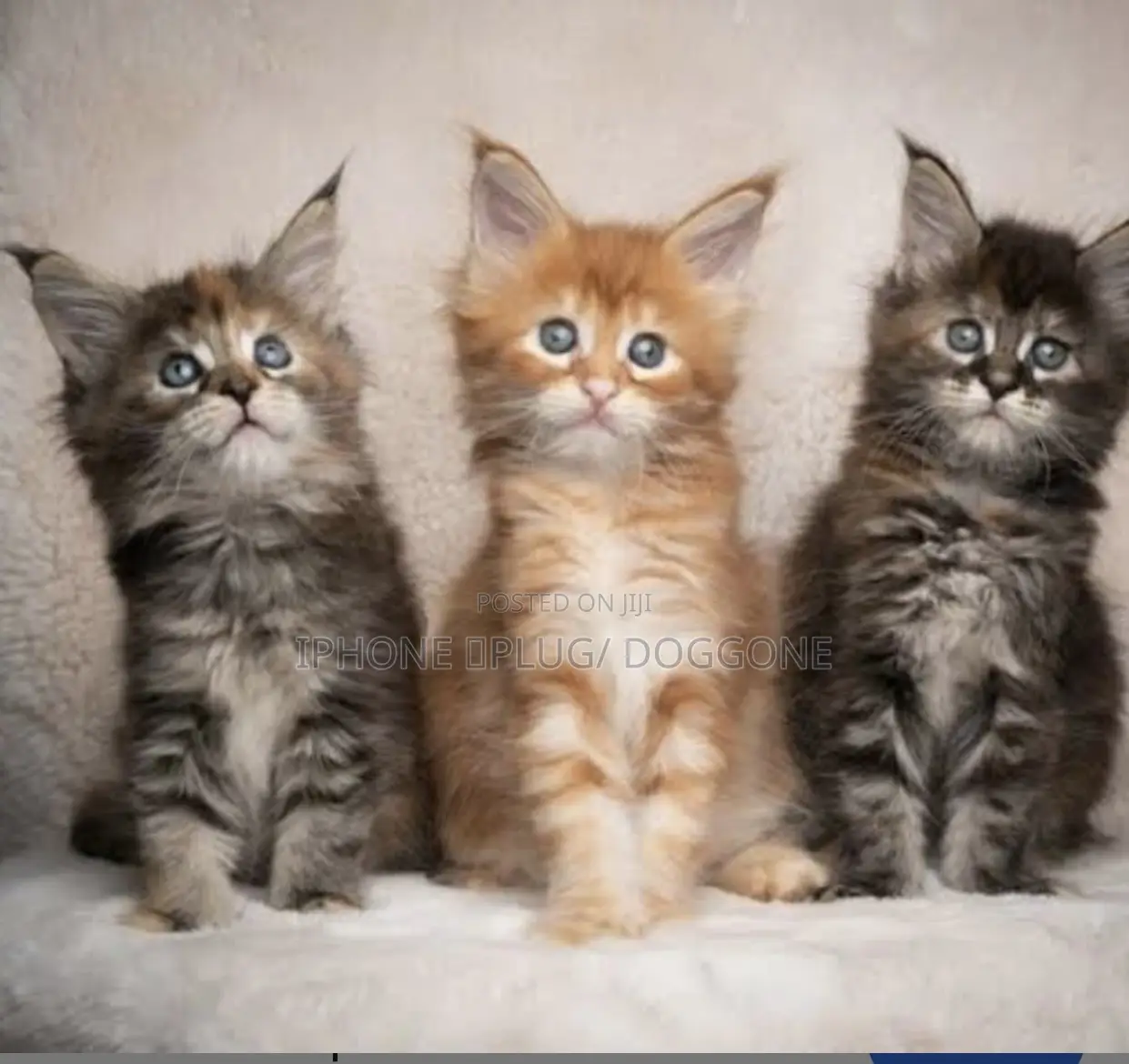 1-3 months Female Purebred Maine Coon