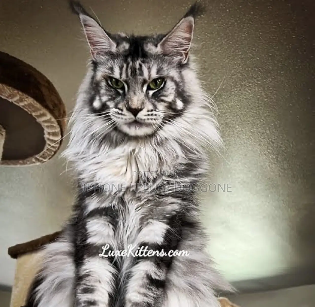 1-3 months Female Purebred Maine Coon