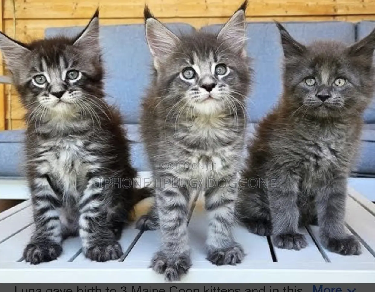 1-3 months Female Purebred Maine Coon