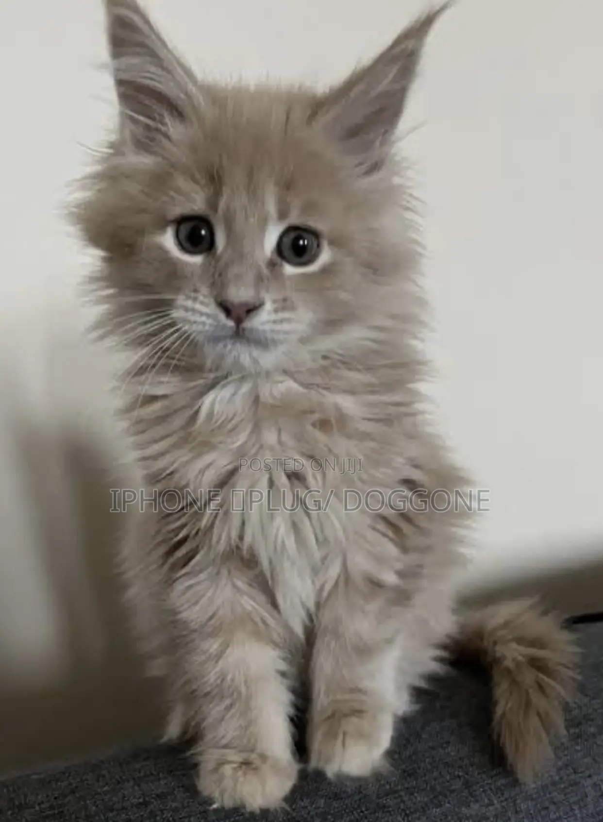 1-3 months Female Purebred Maine Coon