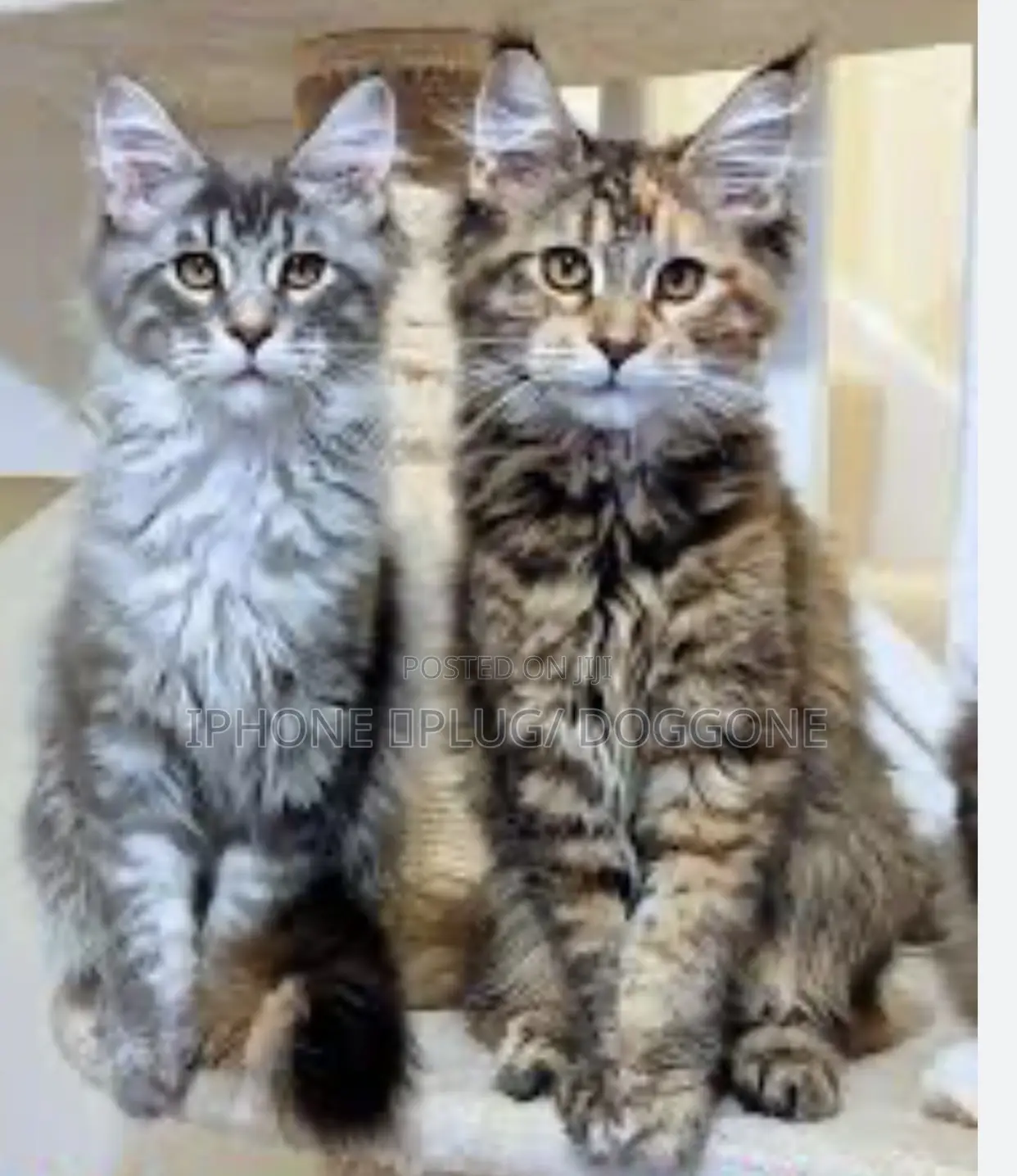 3-6 months Male Purebred Maine Coon