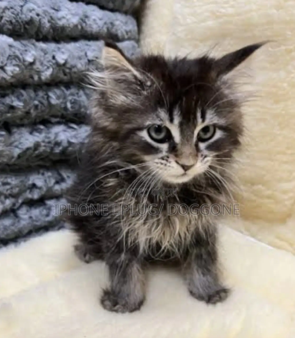 3-6 months Male Purebred Maine Coon