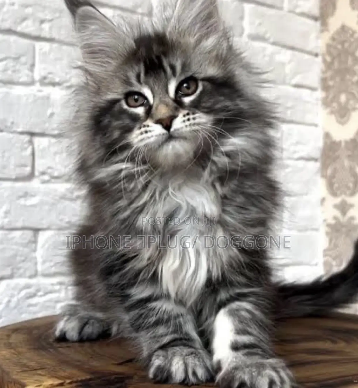 3-6 months Male Purebred Maine Coon