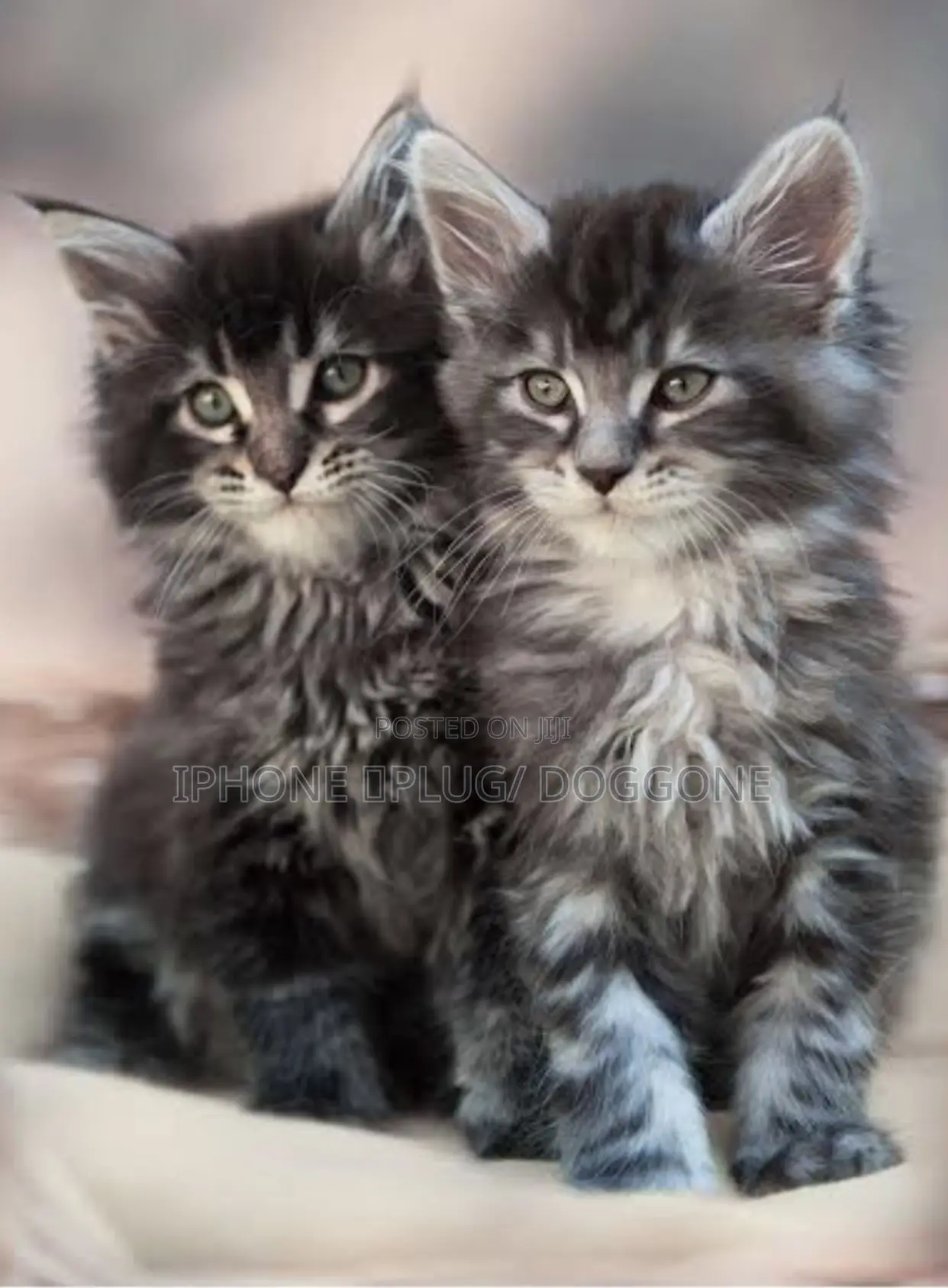 3-6 months Male Purebred Maine Coon