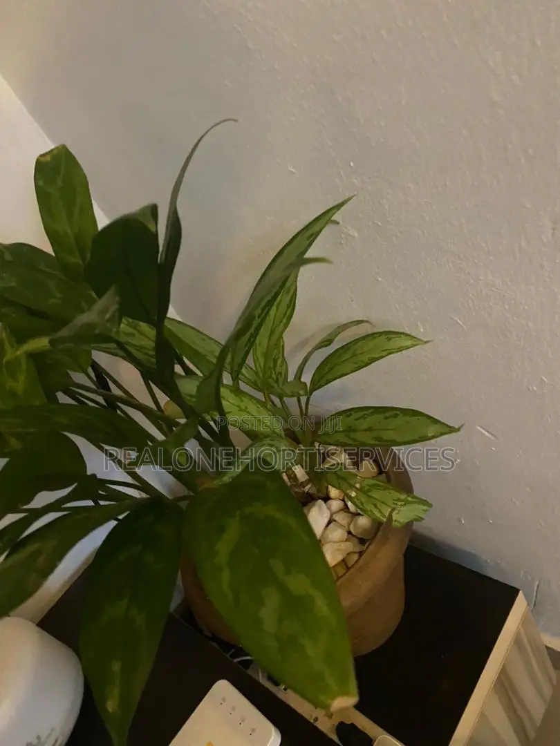 Indoor Potted Plant for Air Purifier and Aesthetic Look
