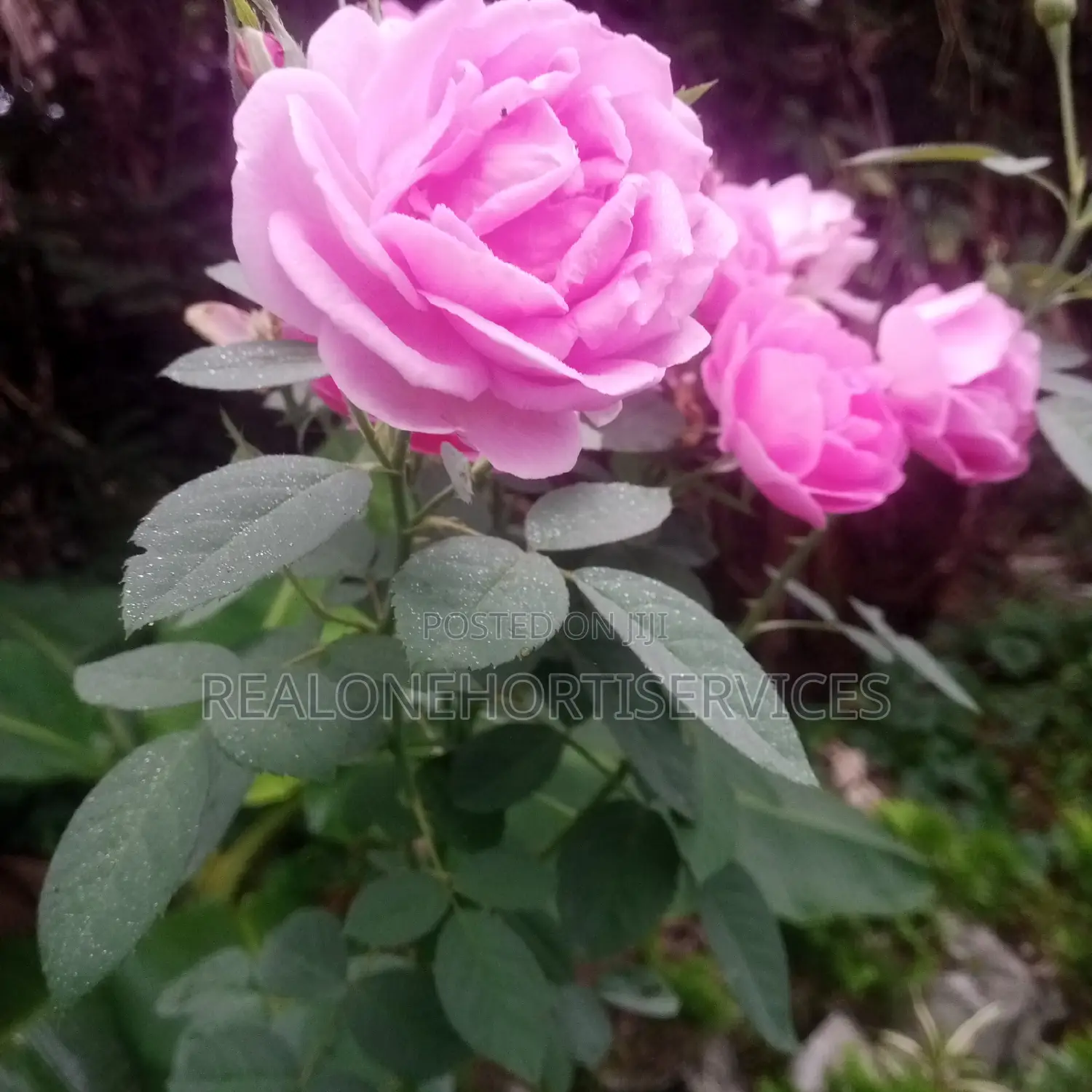 Matured Rose Plant For Green Landscape