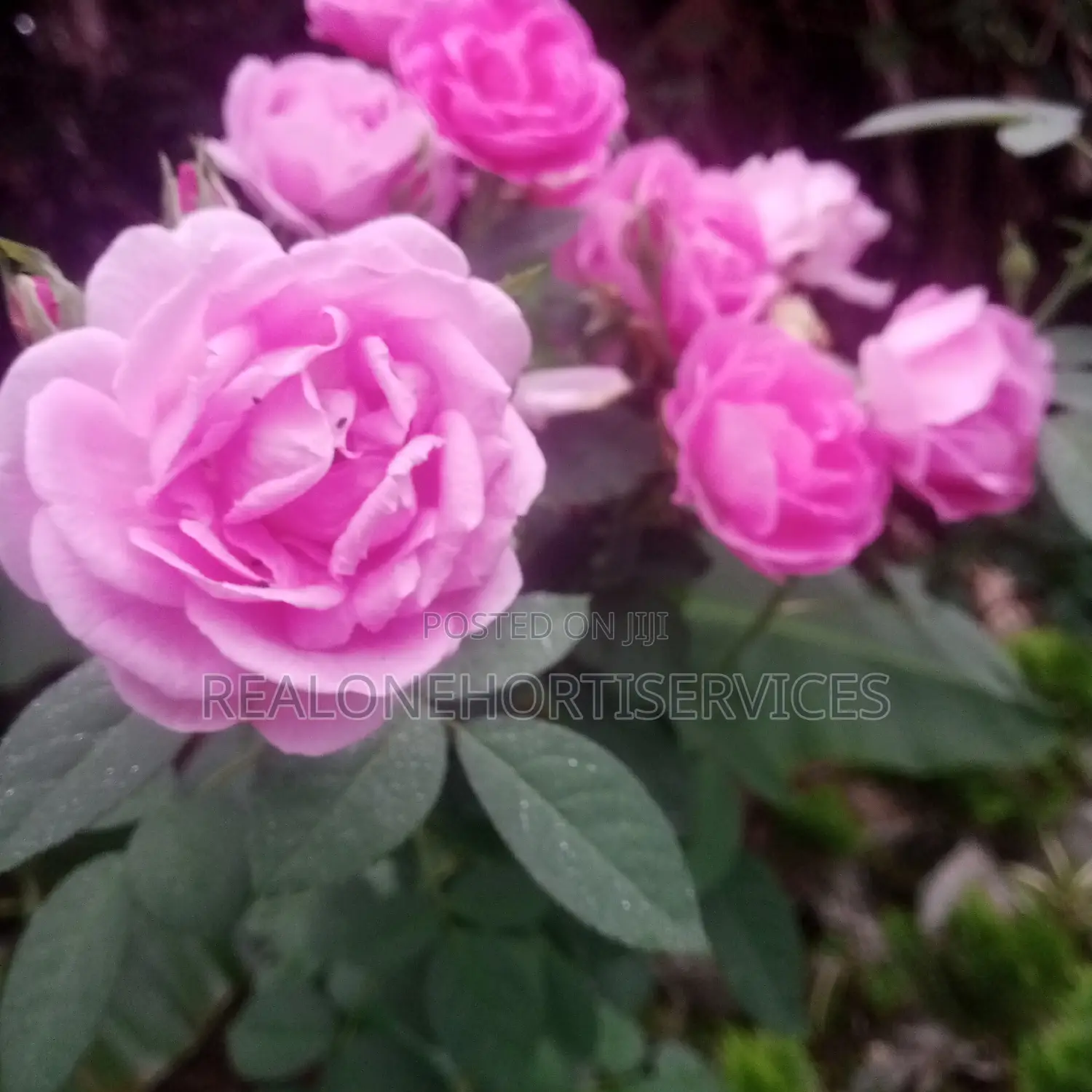 Matured Rose Plant For Green Landscape