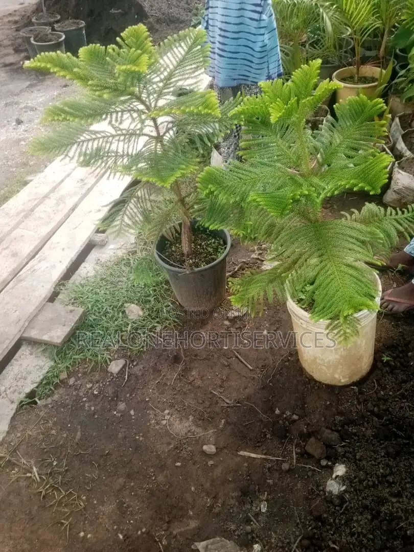 Elevate Your Landscape With Our Stunning Aurecaria Plants!