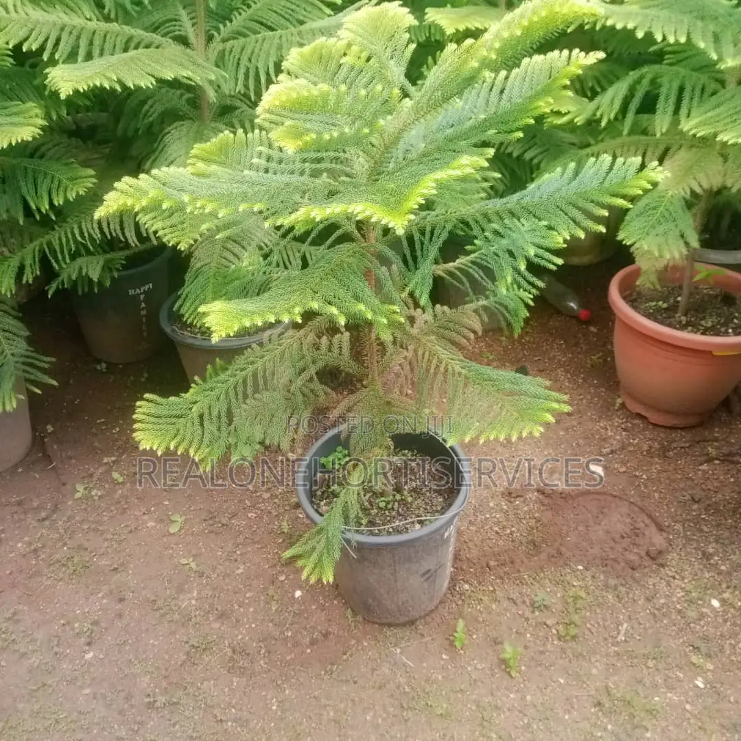 Elevate Your Landscape With Our Stunning Aurecaria Plants!