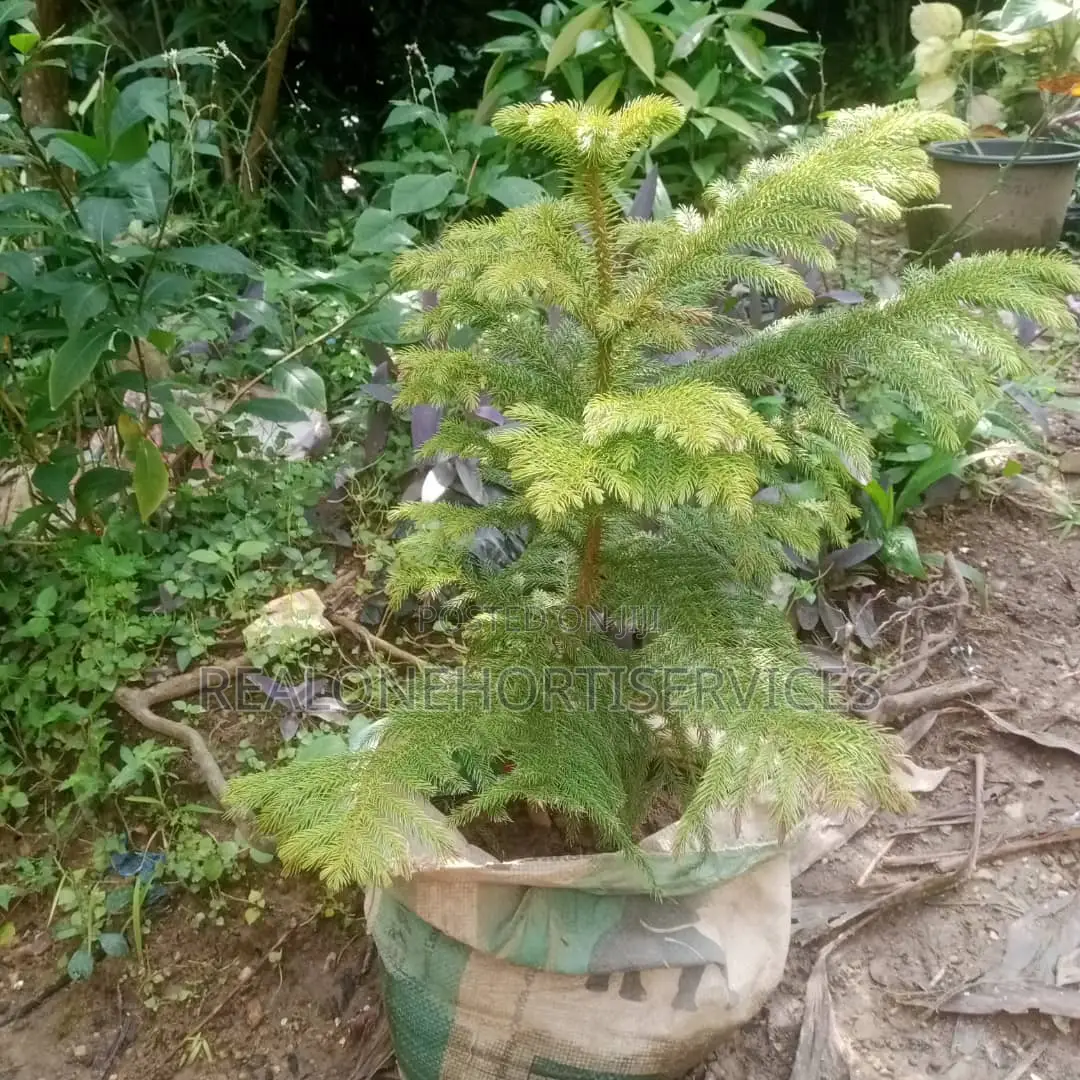 Elevate Your Landscape With Our Stunning Aurecaria Plants!