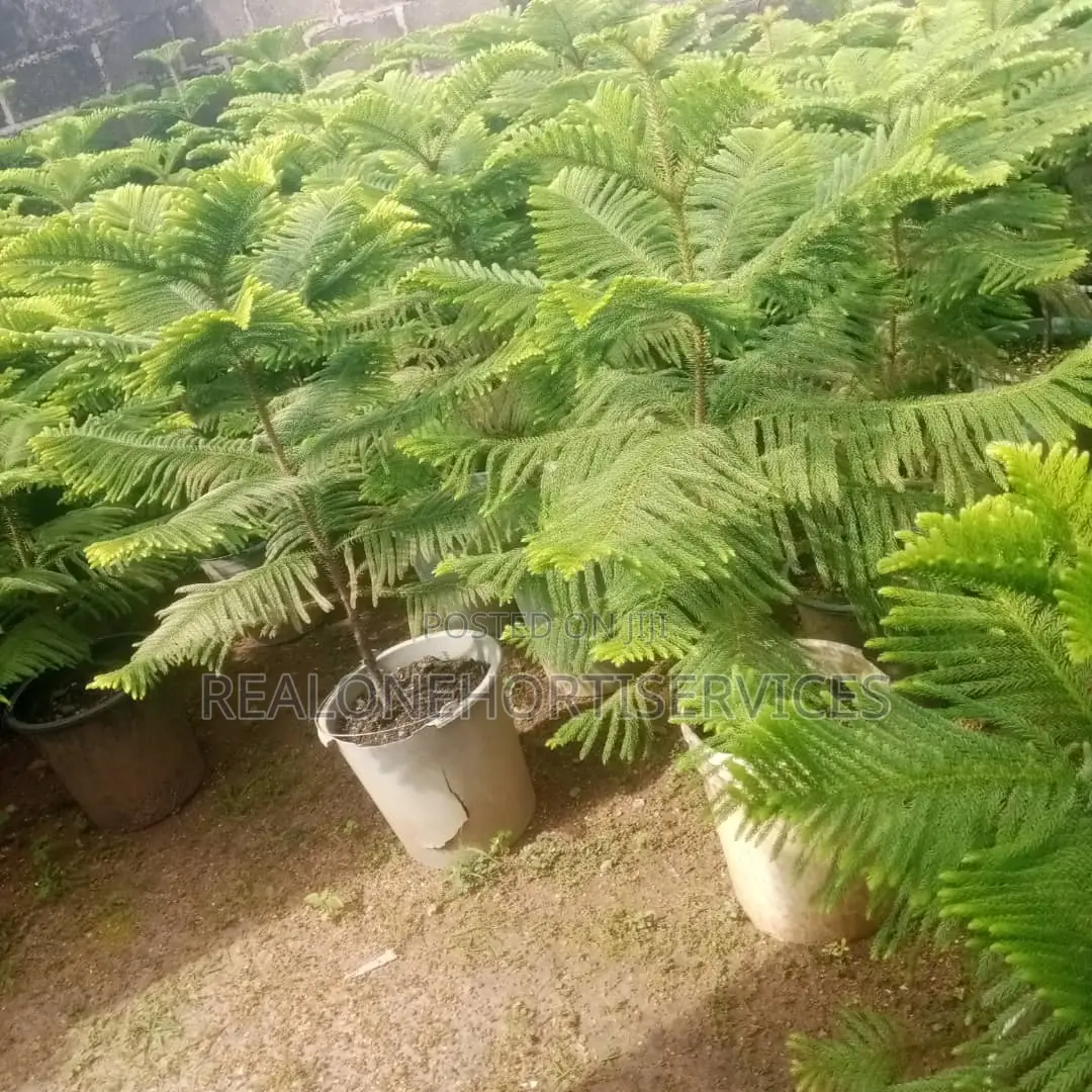 Elevate Your Landscape With Our Stunning Aurecaria Plants!