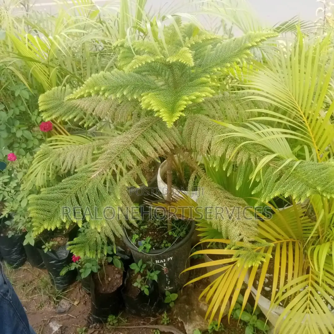 Elevate Your Landscape With Our Stunning Aurecaria Plants!