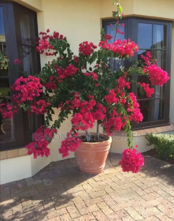 Flowering Potted Plant to Boost Home Appeal for Homes, Hotel