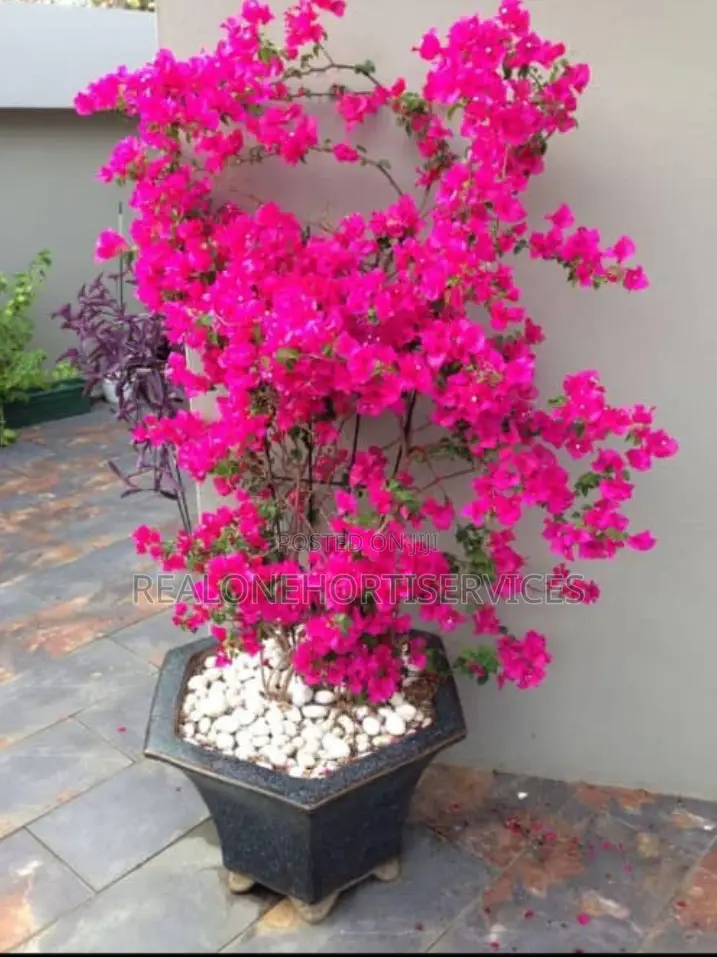 Flowering Potted Plant to Boost Home Appeal for Homes, Hotel