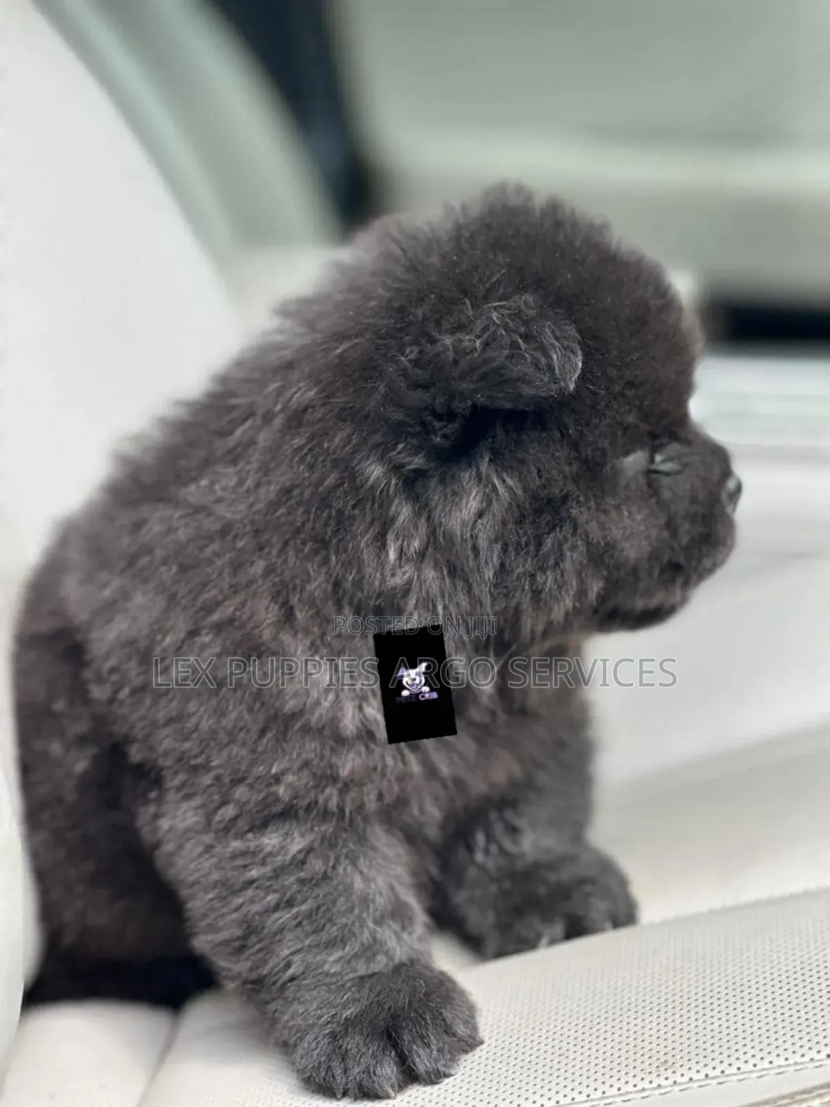 1-3 months Female Purebred Chow Chow