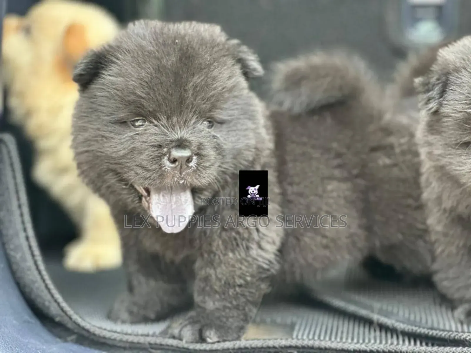 1-3 months Female Purebred Chow Chow