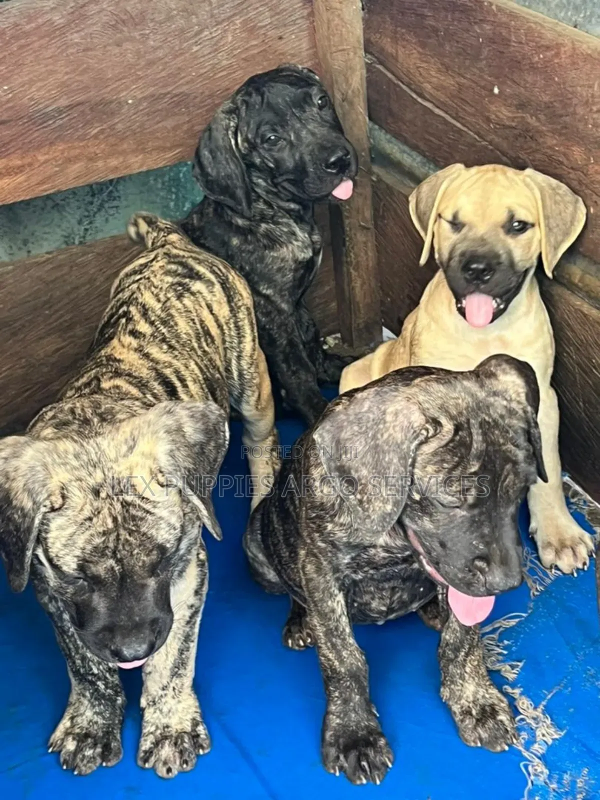 1-3 months Male Purebred Boerboel