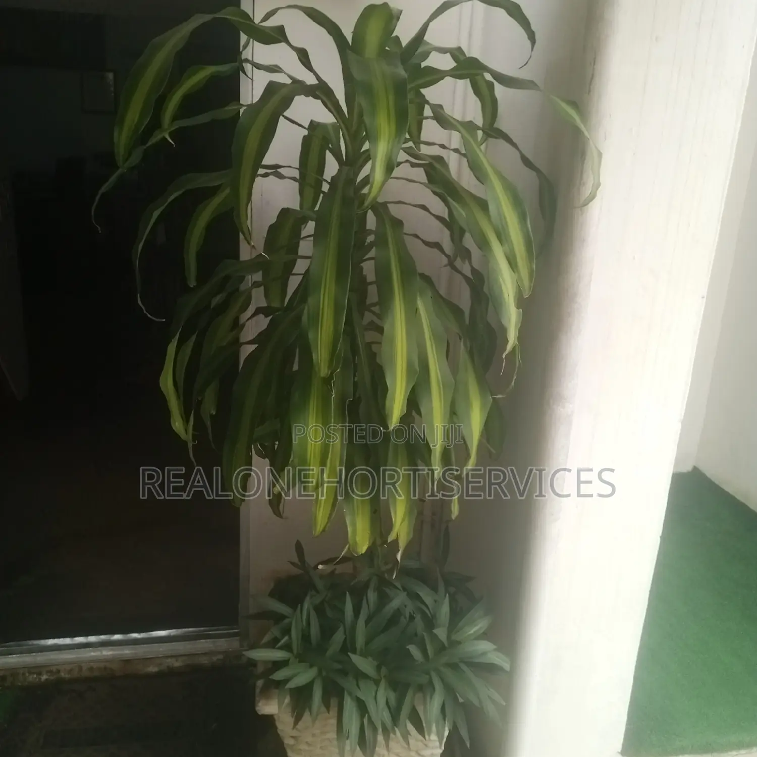 Best Indoor/Outdoor Plant for Hotels, Malls , Homes, Schools