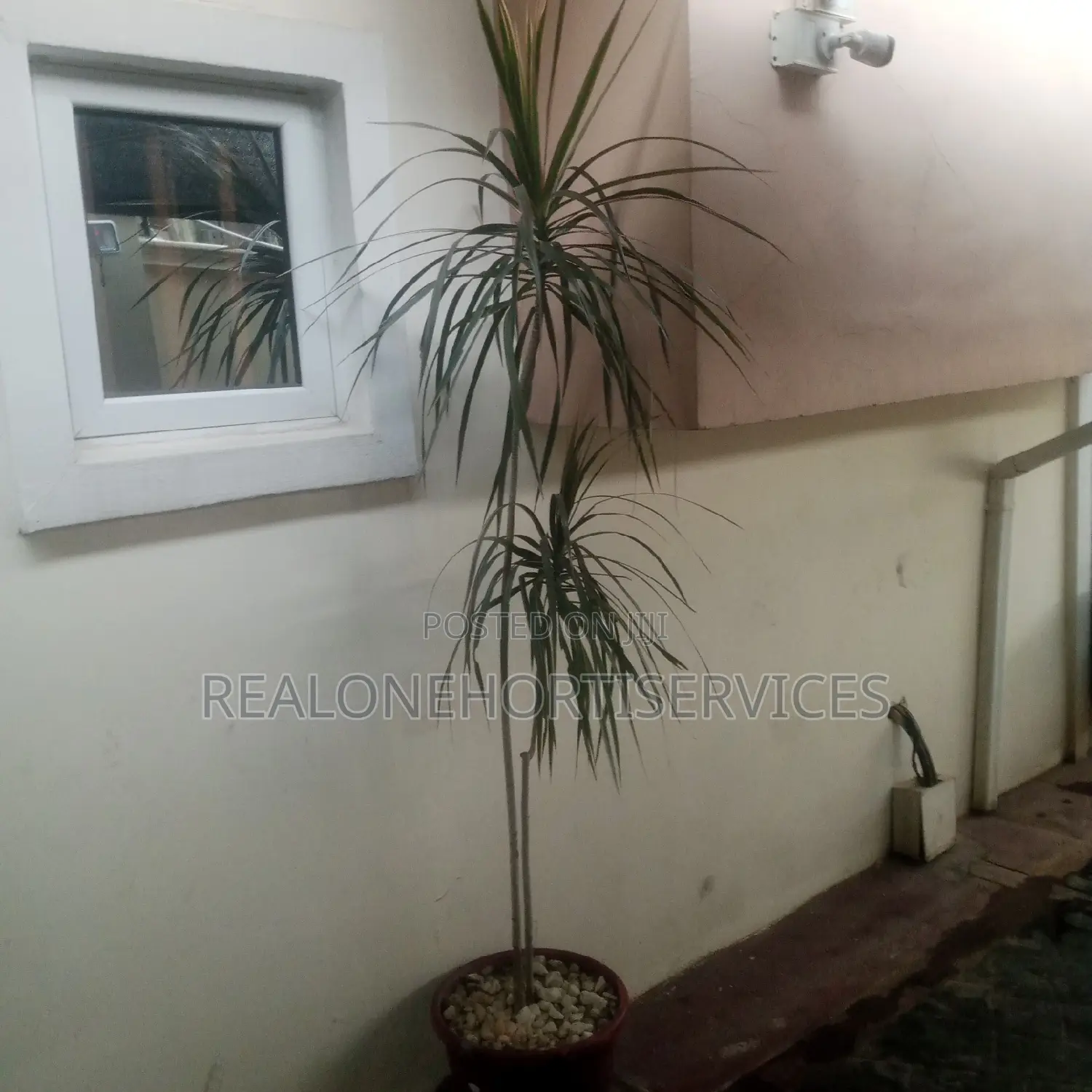 Best Indoor/Outdoor Plant for Hotels, Malls , Homes, Schools