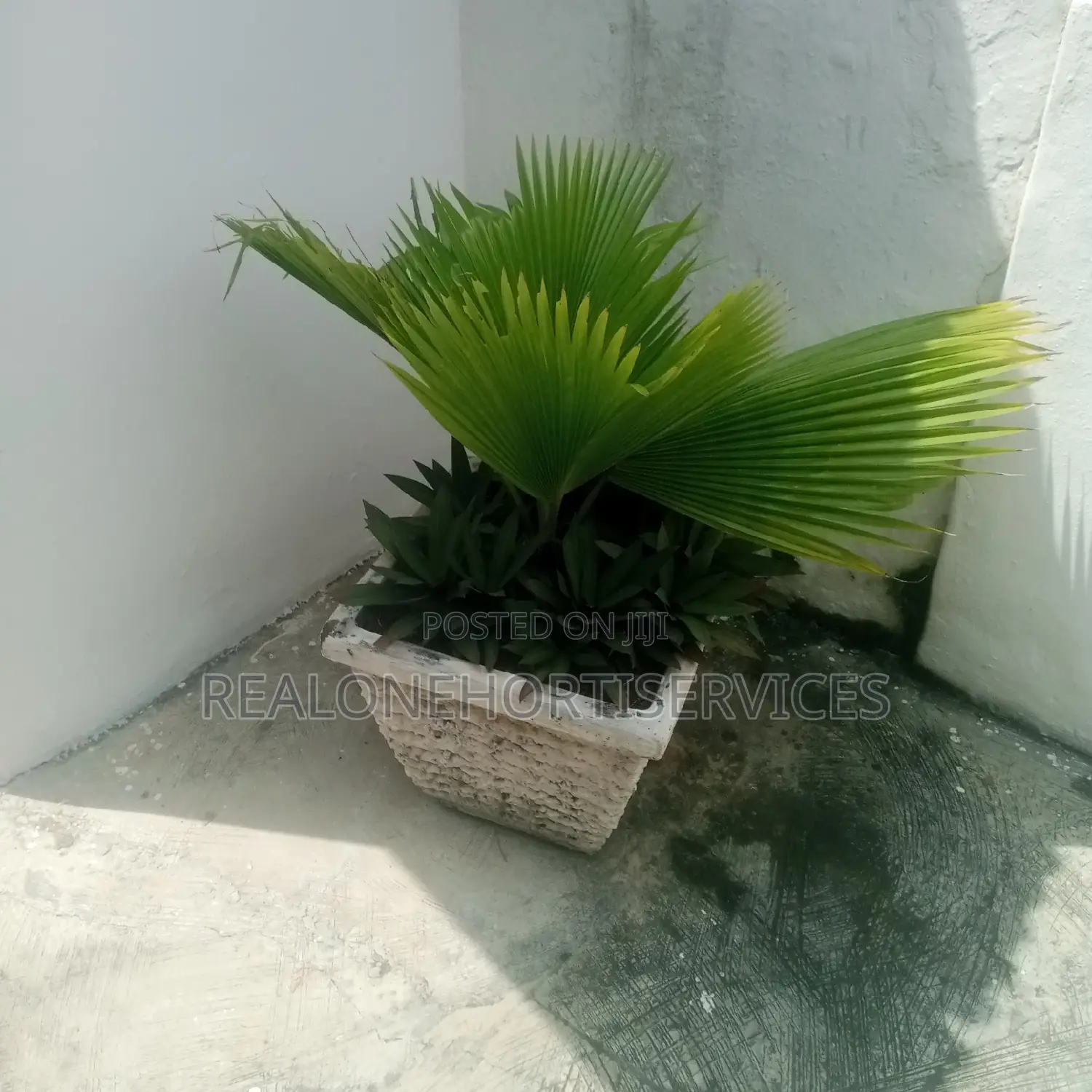 Best Indoor/Outdoor Plant for Hotels, Malls , Homes, Schools