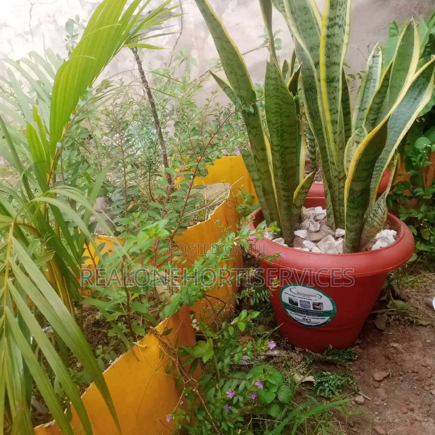 Best Indoor/Outdoor Plant for Hotels, Malls , Homes, Schools