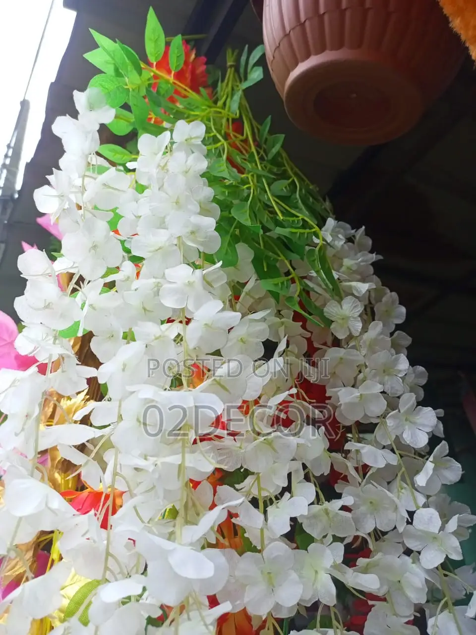 Colorful Wisteria Plants (12pc)