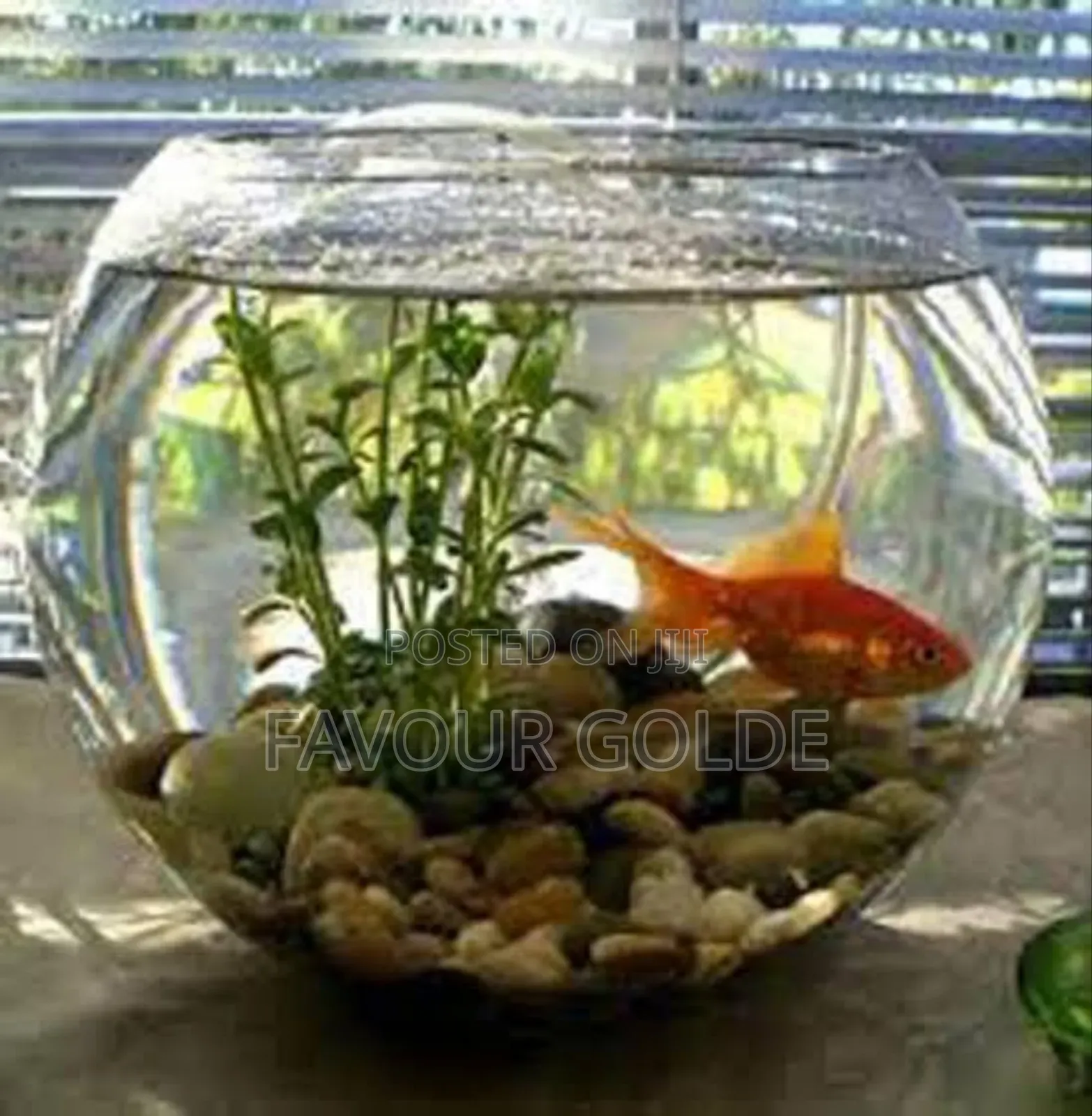 Pet Fish Bowl