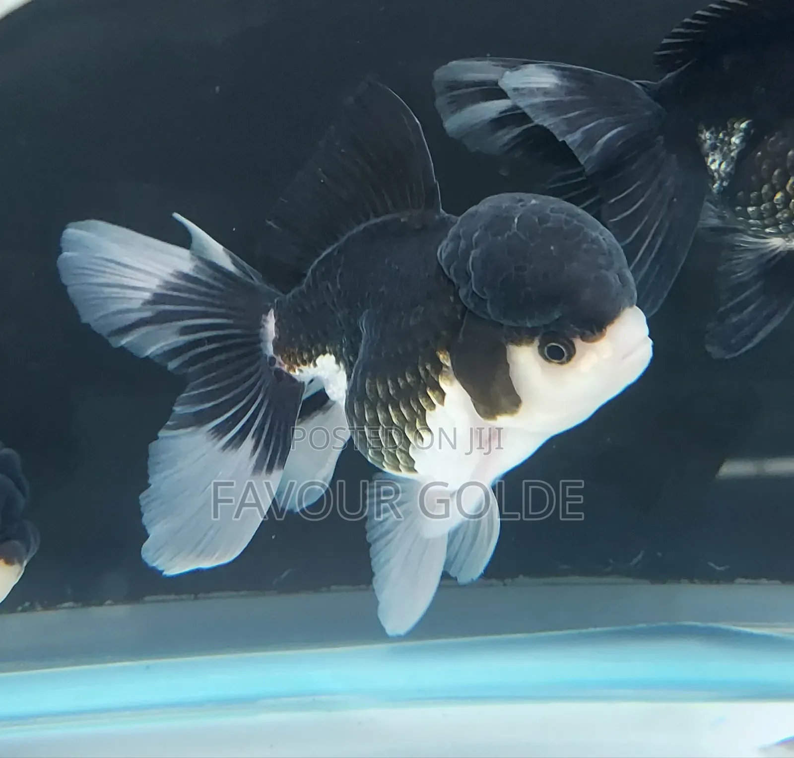 Golden Fish