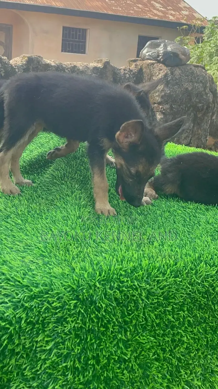 1-3 months Female Purebred German Shepherd