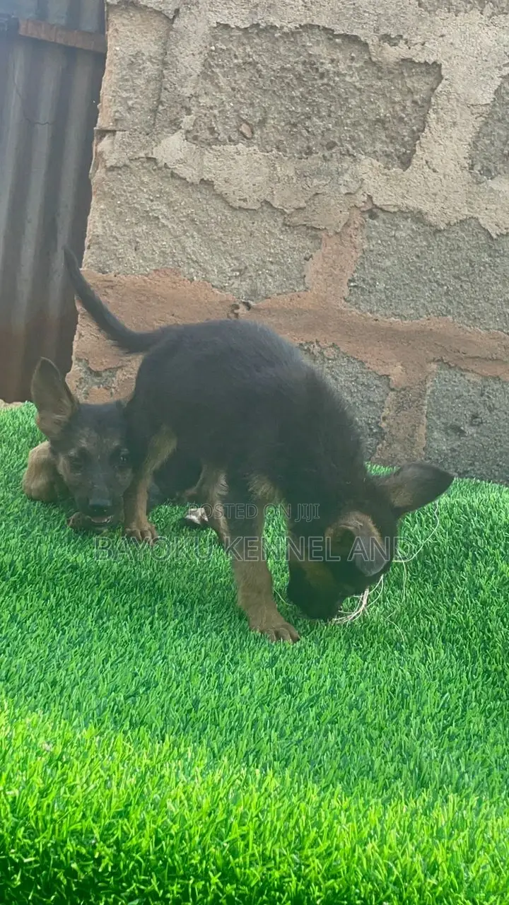 1-3 months Female Purebred German Shepherd