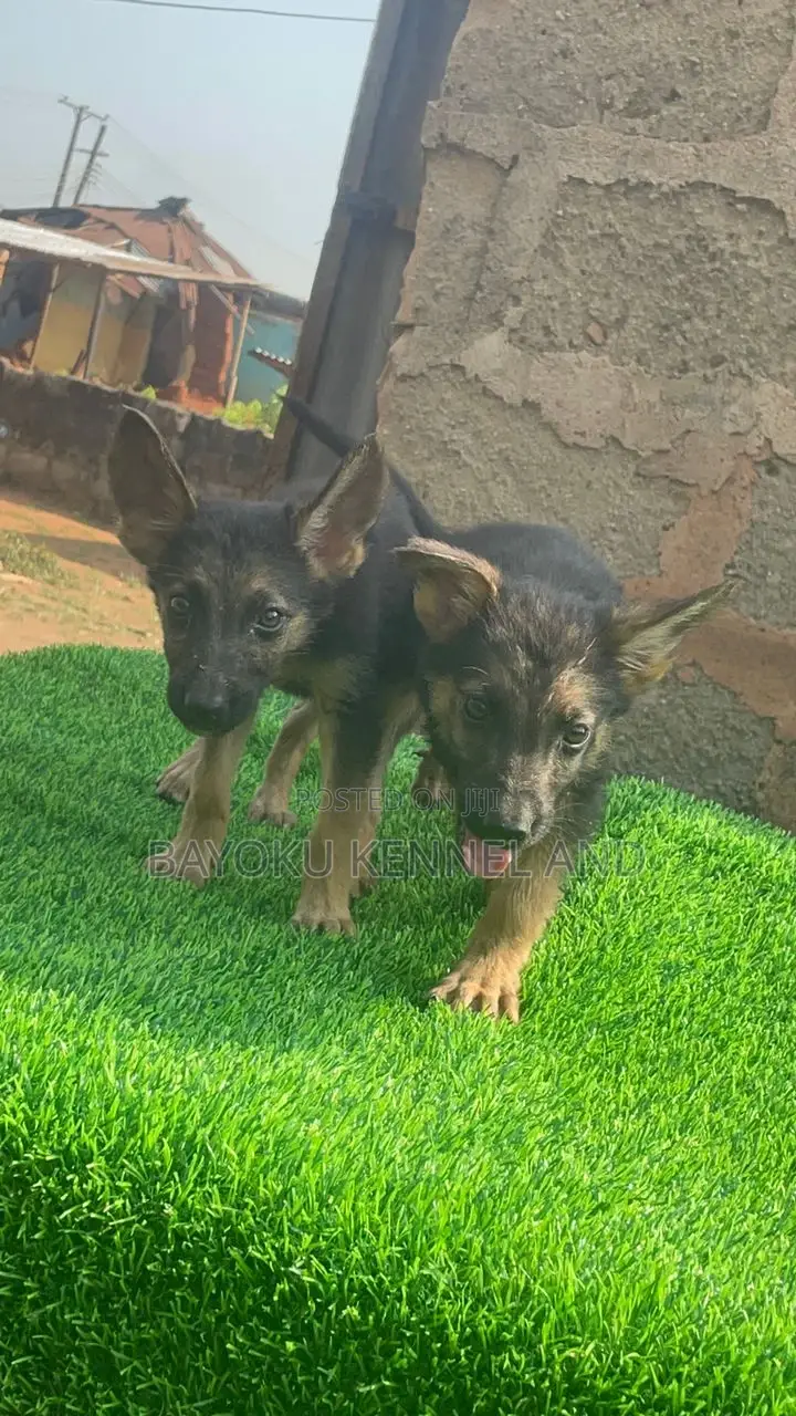 1-3 months Female Purebred German Shepherd