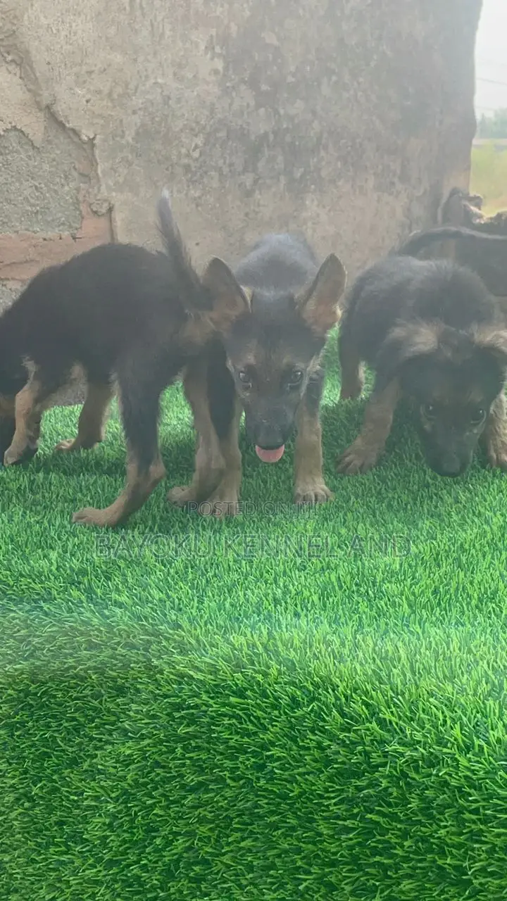 1-3 months Female Purebred German Shepherd