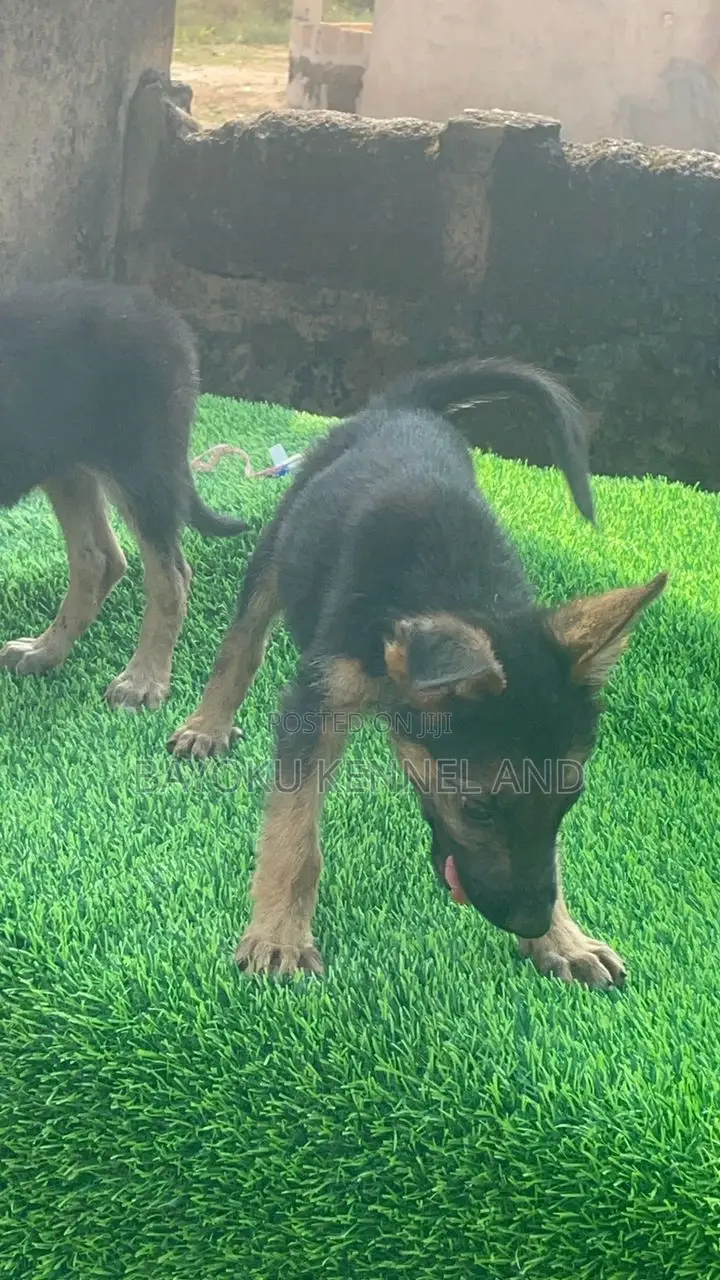 1-3 months Female Purebred German Shepherd