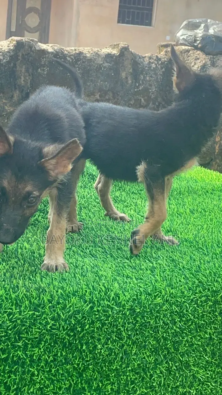 1-3 months Female Purebred German Shepherd