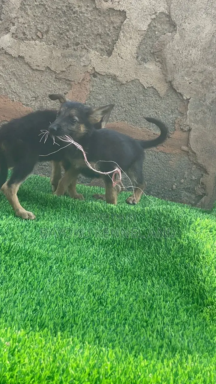 1-3 months Female Purebred German Shepherd