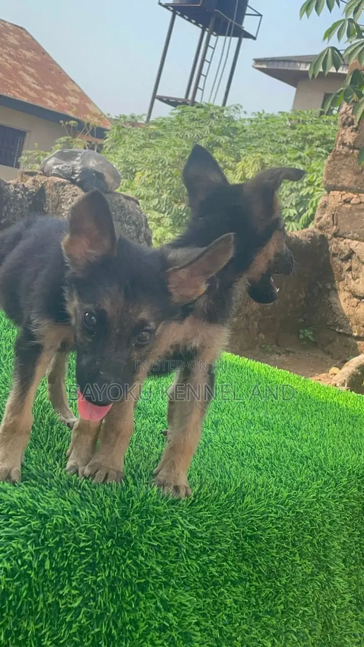 1-3 months Female Purebred German Shepherd
